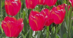 Tulipan_Darwina_Genera_Eisenhower