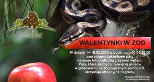 walentynki w zoo