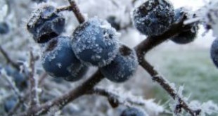 frost-on-fruits 2694624