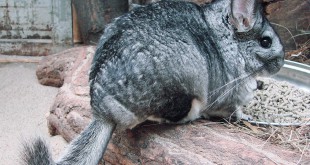 Chinchilla lanigera Wroclaw zoo-2