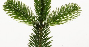 nordmann-fir-1020233 640